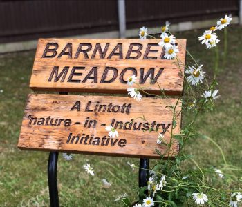 Barnabee Meadow - A Lintott "Nature in Industry" Initiative.