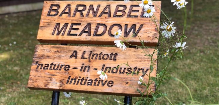 Barnabee Meadow - A Lintott "Nature in Industry" Initiative.