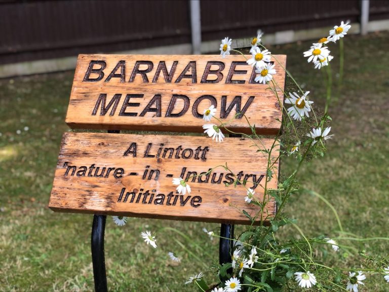 Barnabee Meadow - A Lintott "Nature in Industry" Initiative.